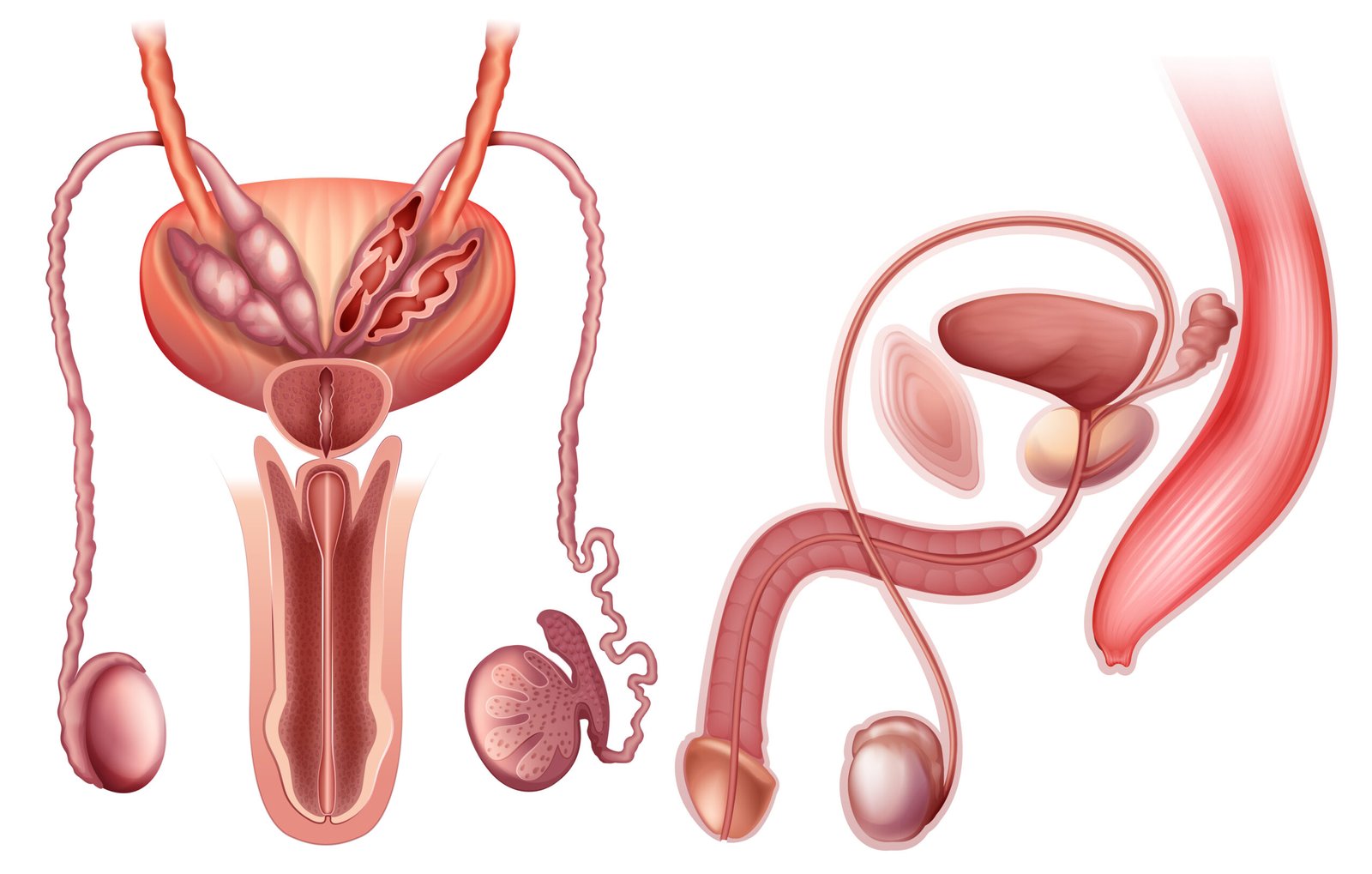 Male Reproductive