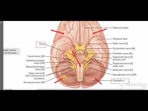 Neck Nerves