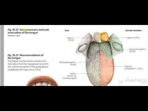 Pharynx