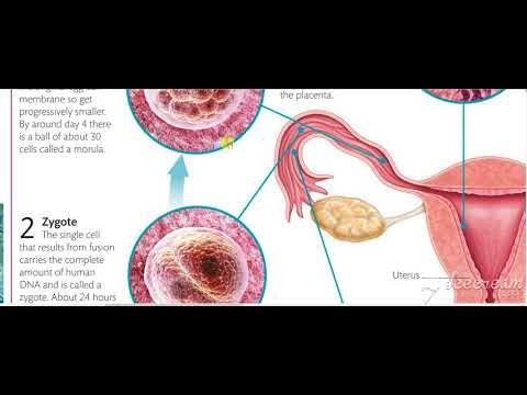 General Embryology 2