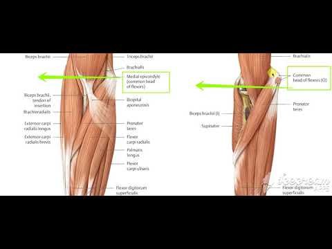 Forearm muscles