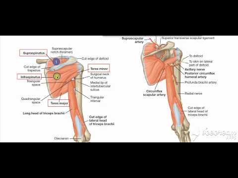 Shoulder muscles, bone structure and functions