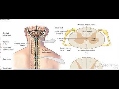 Back sensory nerve supply