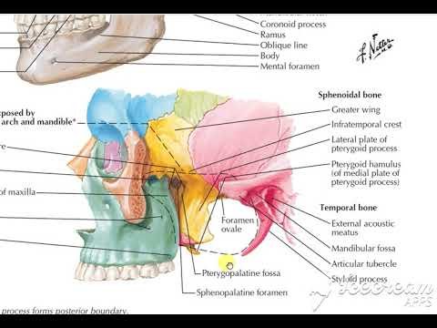 Pterygopalatine Fossa