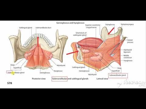 Submandibular Glands