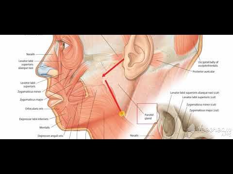 Parotid gland