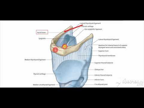 Hyoid Muscles