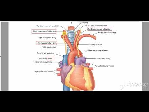 Neck Vessels