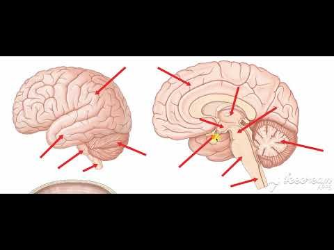 Pituitary Gland