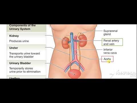 Urinary System