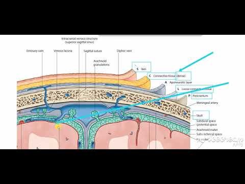 Cranial Cavity