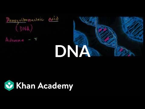 DNA