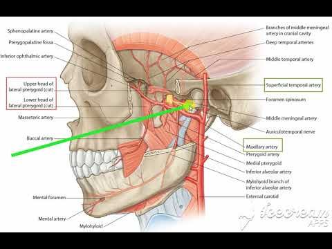 Maxillary artery