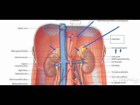 Endocrine