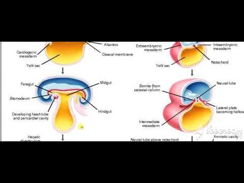 General Embryology